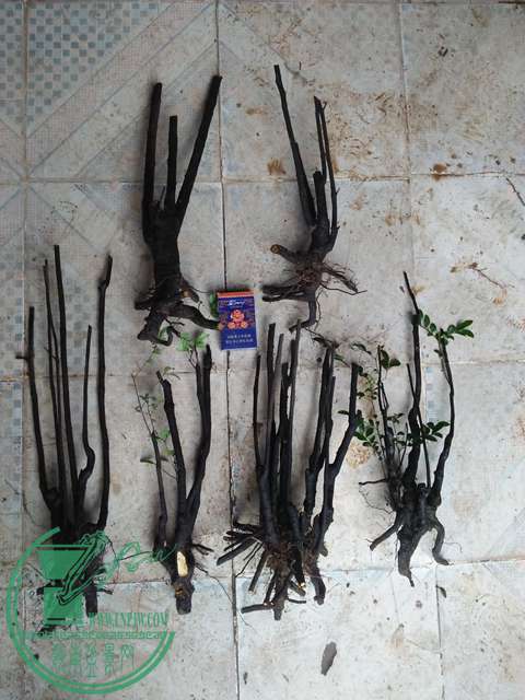 IMG20170331171436.jpg