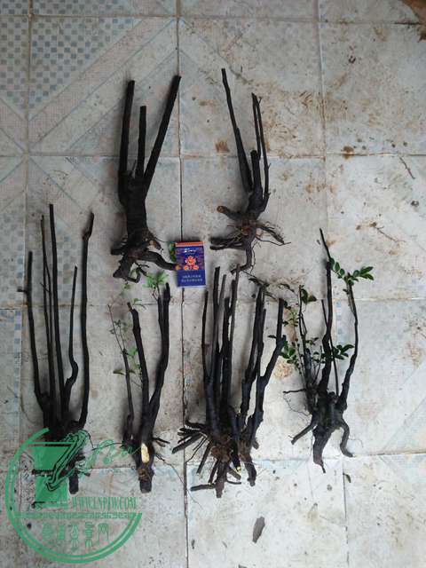 IMG20170331171438.jpg