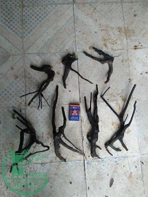 IMG20170331171755.jpg