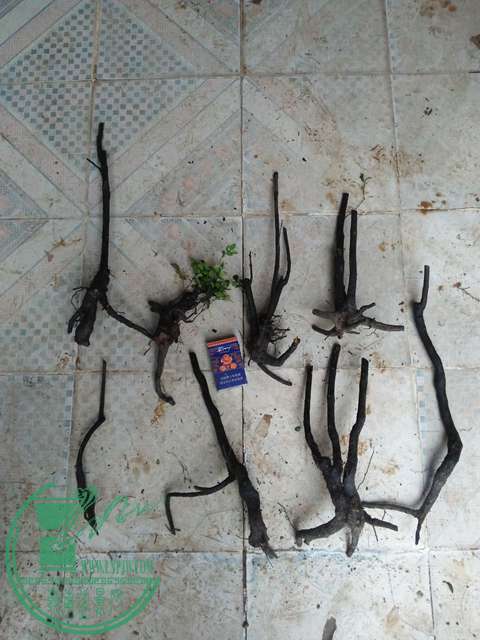 IMG20170331171939.jpg