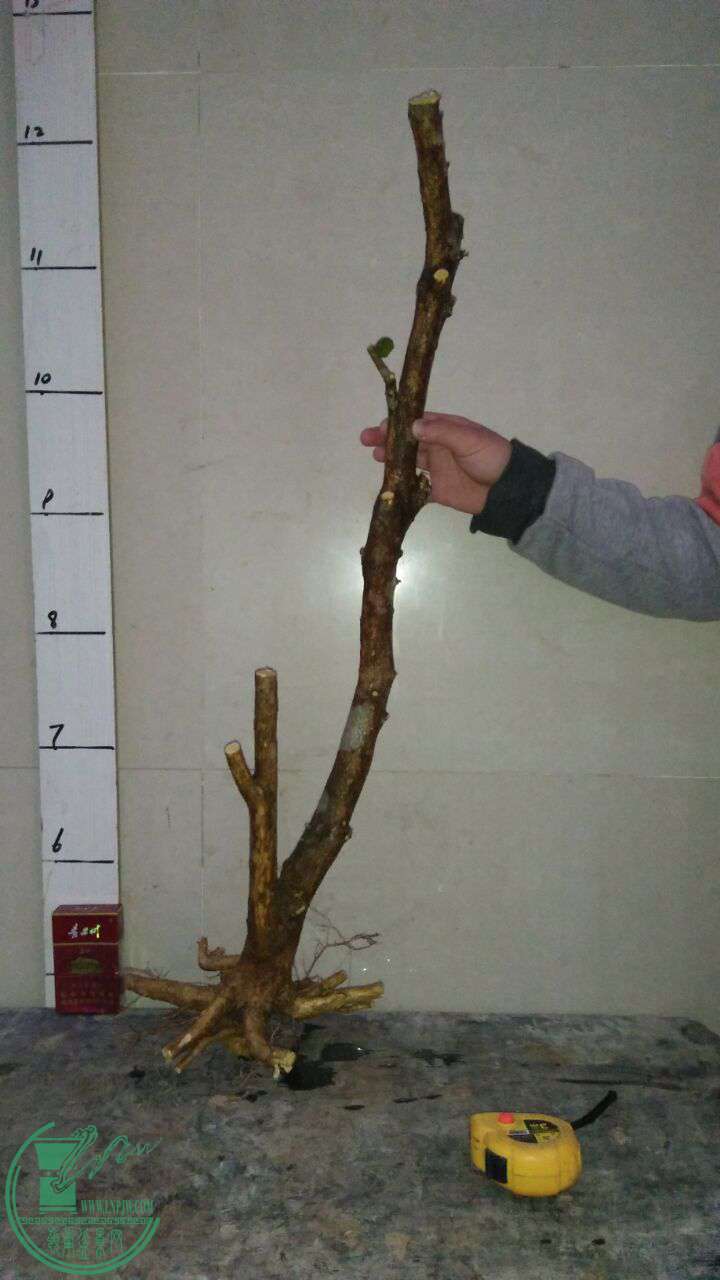 QQͼƬ20170401201051.jpg