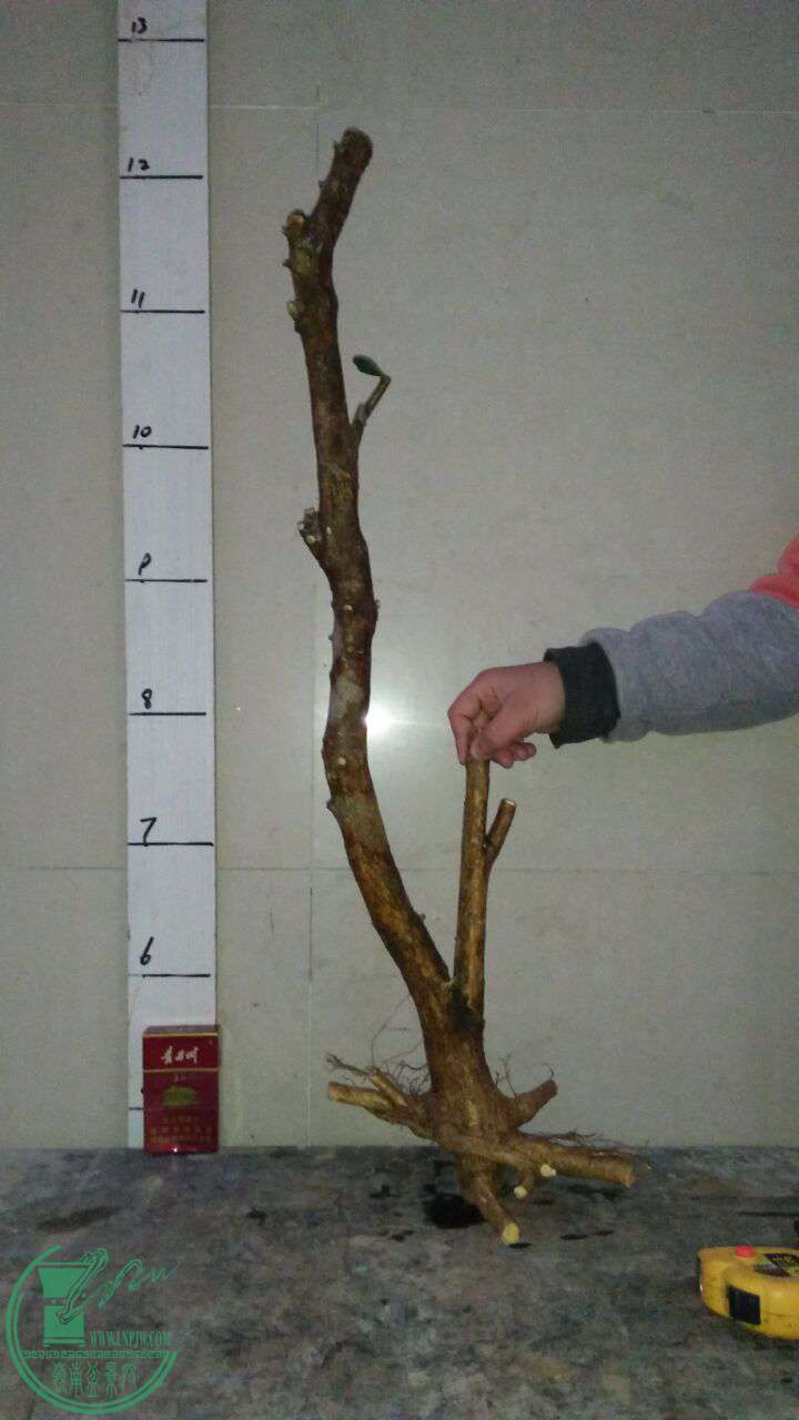 QQͼƬ20170401201045.jpg