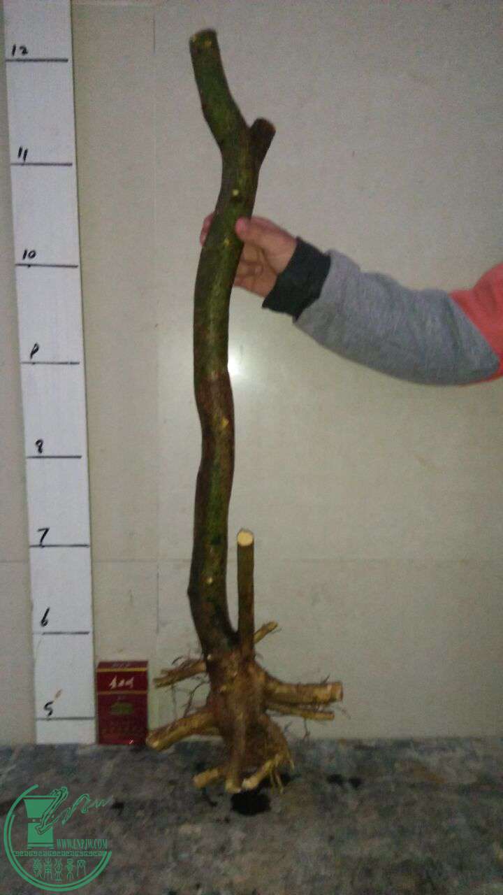 QQͼƬ20170401201105.jpg