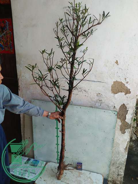 IMG20170402114741.jpg
