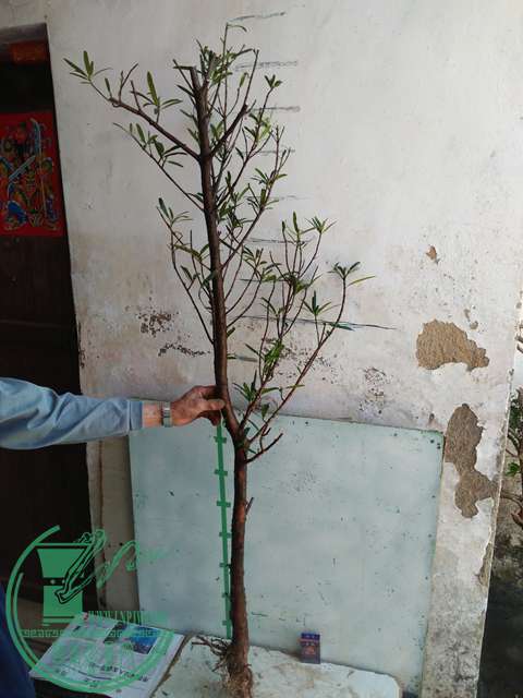 IMG20170402114805.jpg