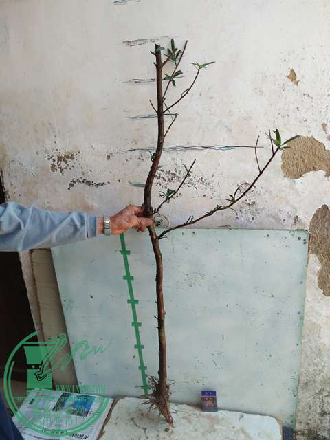 IMG20170402114919.jpg