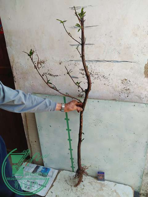 IMG20170402114931.jpg