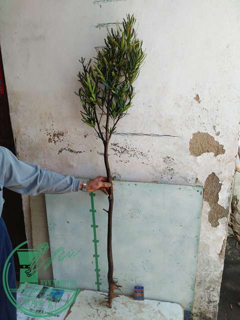 IMG20170402115129.jpg