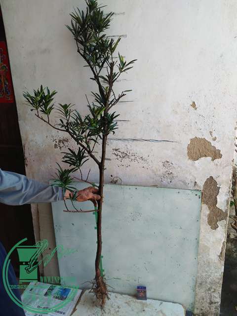 IMG20170402115204.jpg