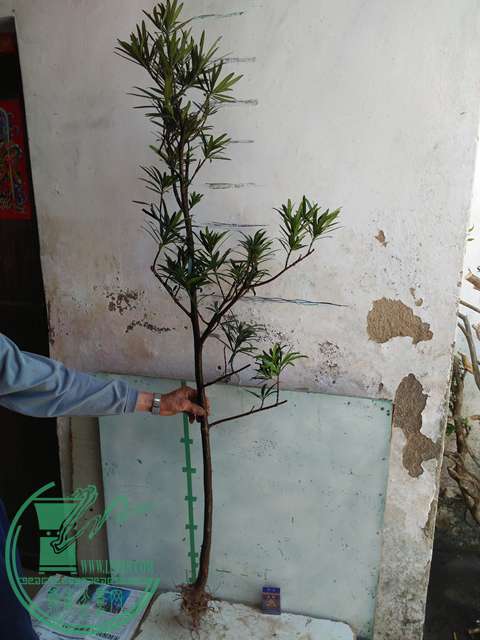 IMG20170402115217.jpg