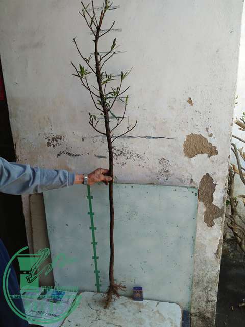 IMG20170402115250.jpg