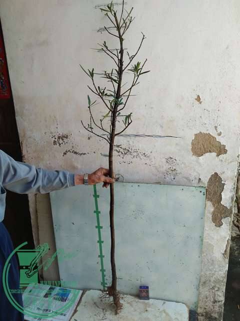 IMG20170402115301.jpg