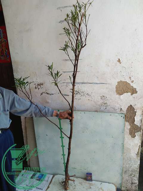 IMG20170402115320.jpg