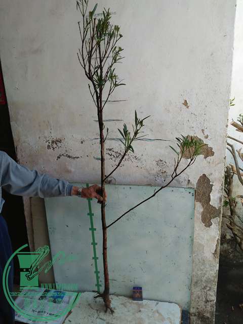IMG20170402115331.jpg