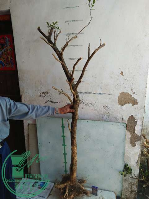 IMG20170402120418.jpg