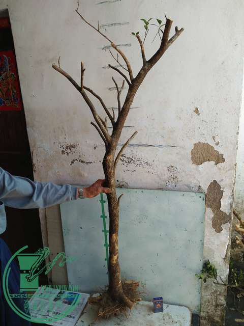 IMG20170402120454.jpg