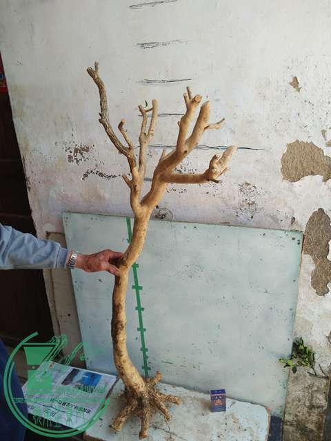 IMG20170402120558.jpg