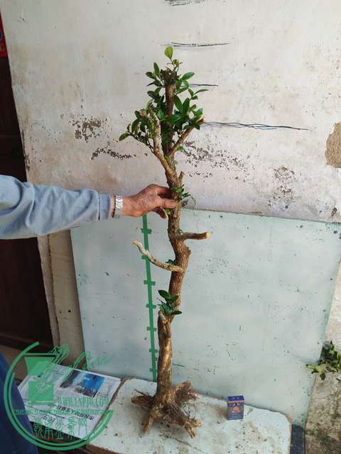 IMG20170402120632.jpg