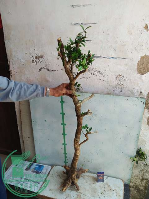 IMG20170402120641.jpg