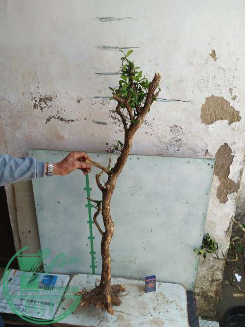 IMG20170402120656.jpg
