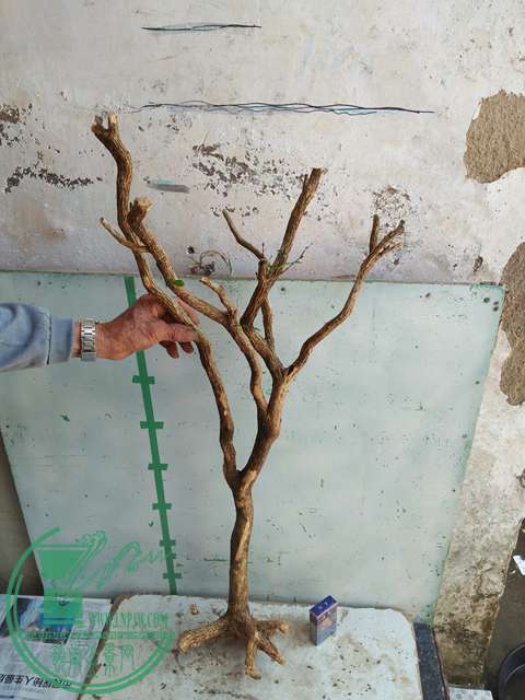 IMG20170402120916.jpg
