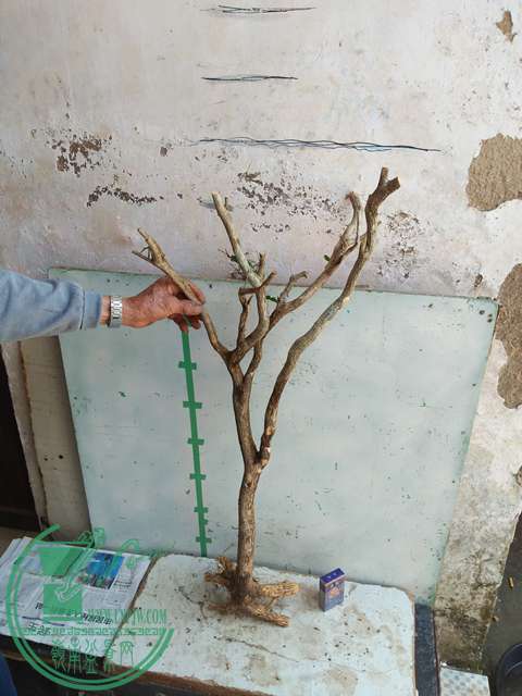 IMG20170402120926.jpg