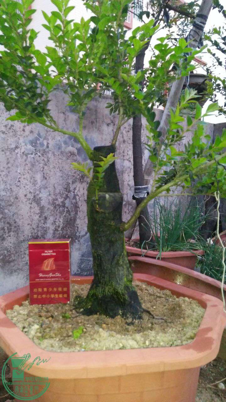 QQͼƬ20170403201418.jpg