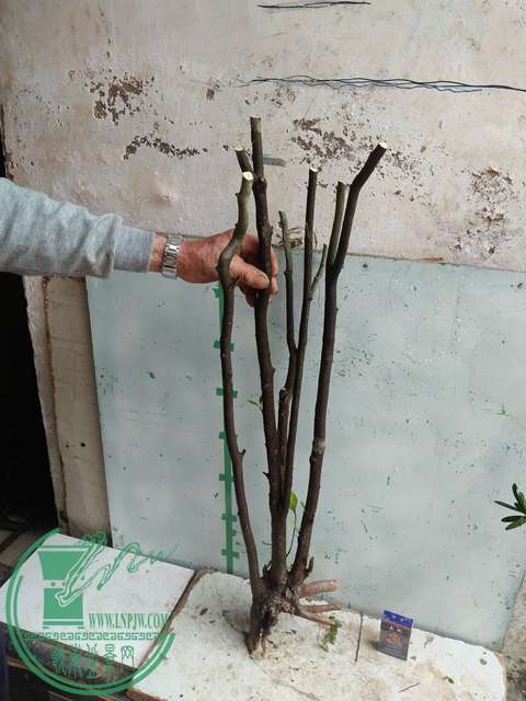 IMG20170403125908.jpg