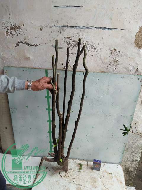 IMG20170403125918.jpg