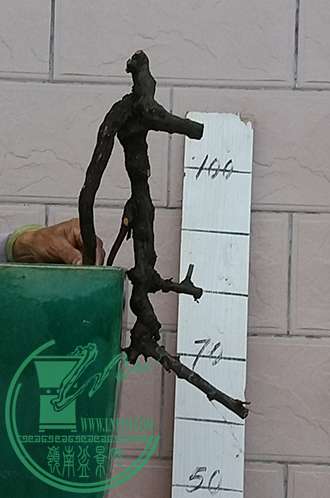 20170405_183752_mh1491390936724.jpg