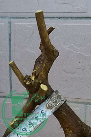 20170405_183401_mh1491390711566.jpg