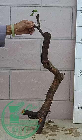 20170405_183123_mh1491390529391.jpg