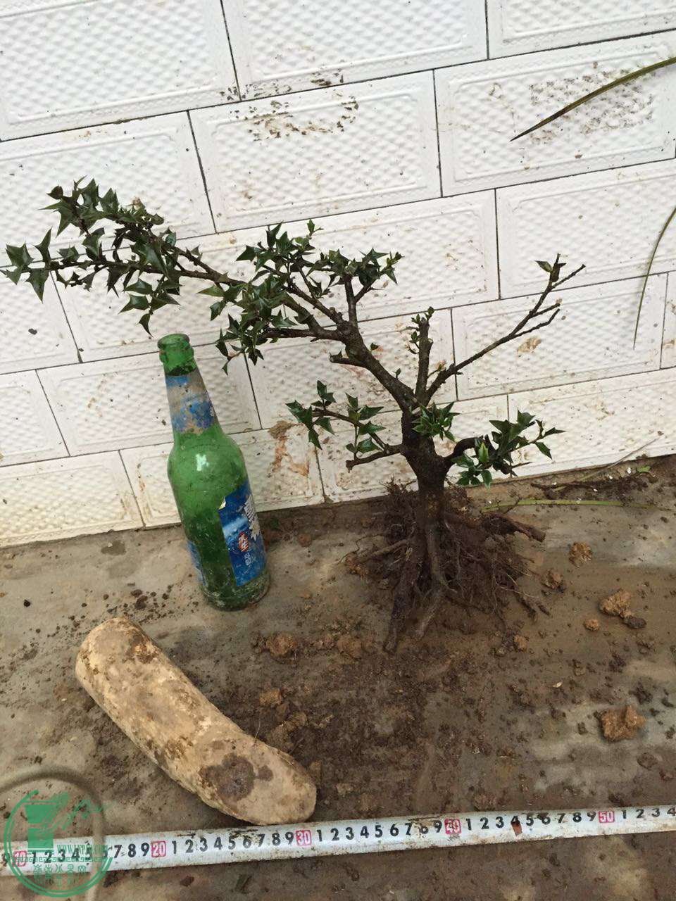 71.jpg