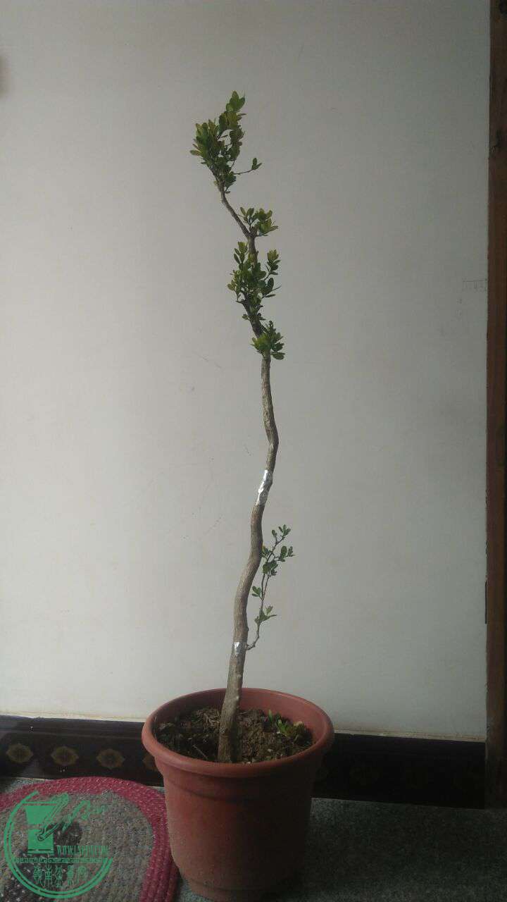 QQͼƬ20170405202039.jpg