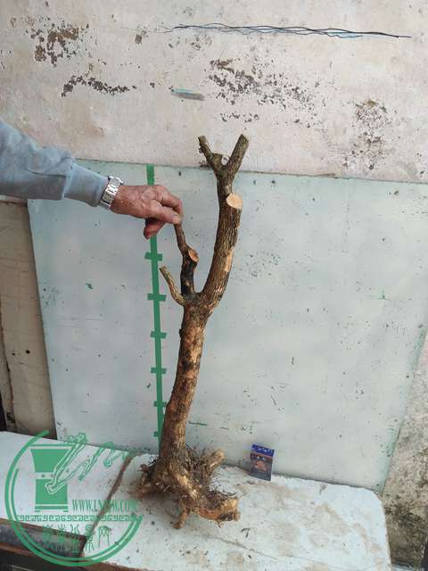 IMG20170404170902.jpg