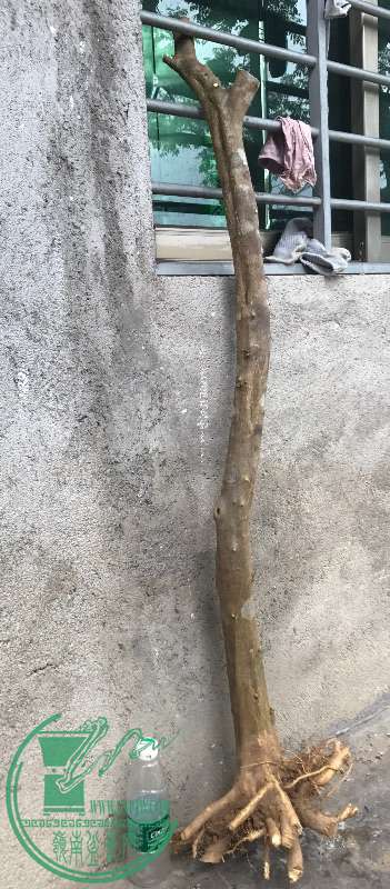 877481