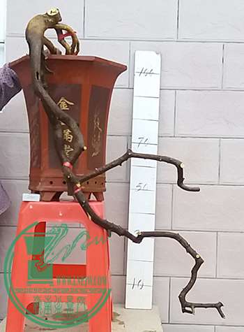 20170406_181618_mh1491477356852.jpg