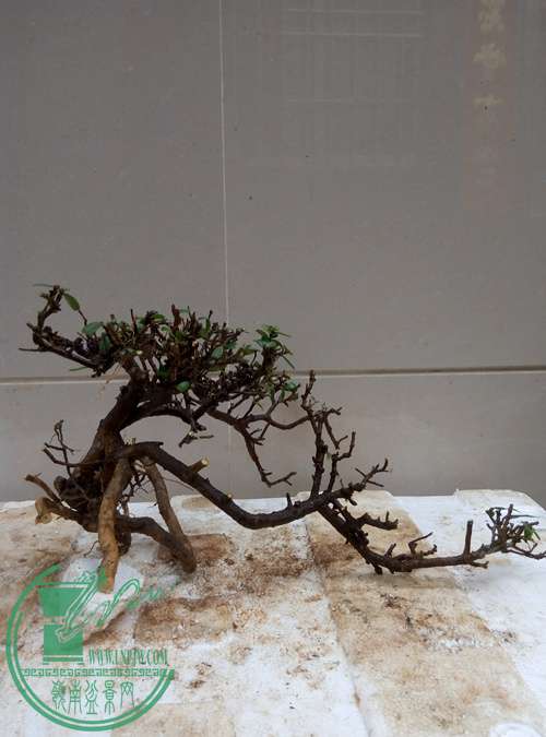 P70406-171739_.jpg