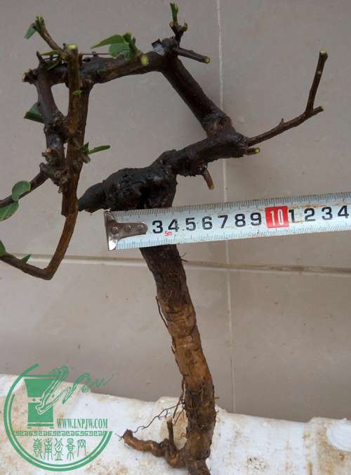 P70406-172105_.jpg