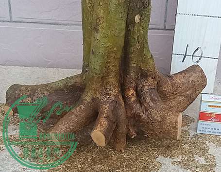 20170409_181544_mh1491735766518.jpg