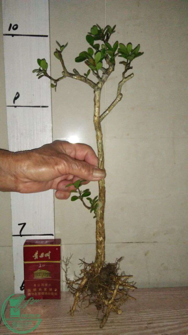 QQͼƬ20170409194605.jpg