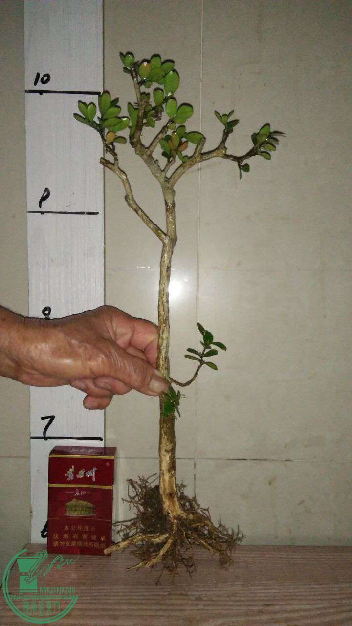 QQͼƬ20170409194616.jpg