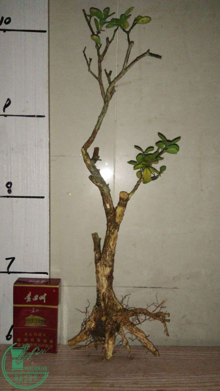 QQͼƬ20170409194611.jpg