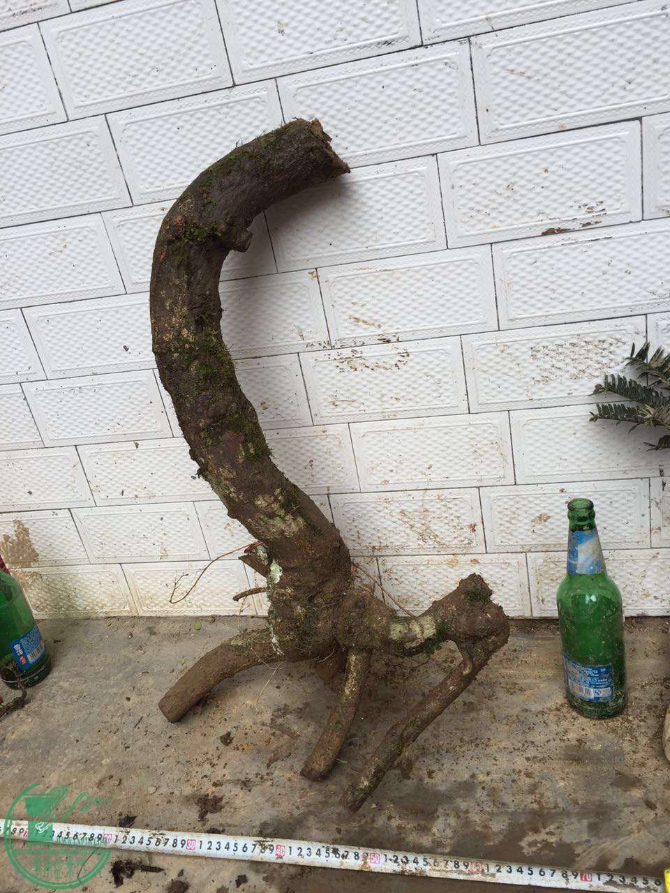 32.jpg