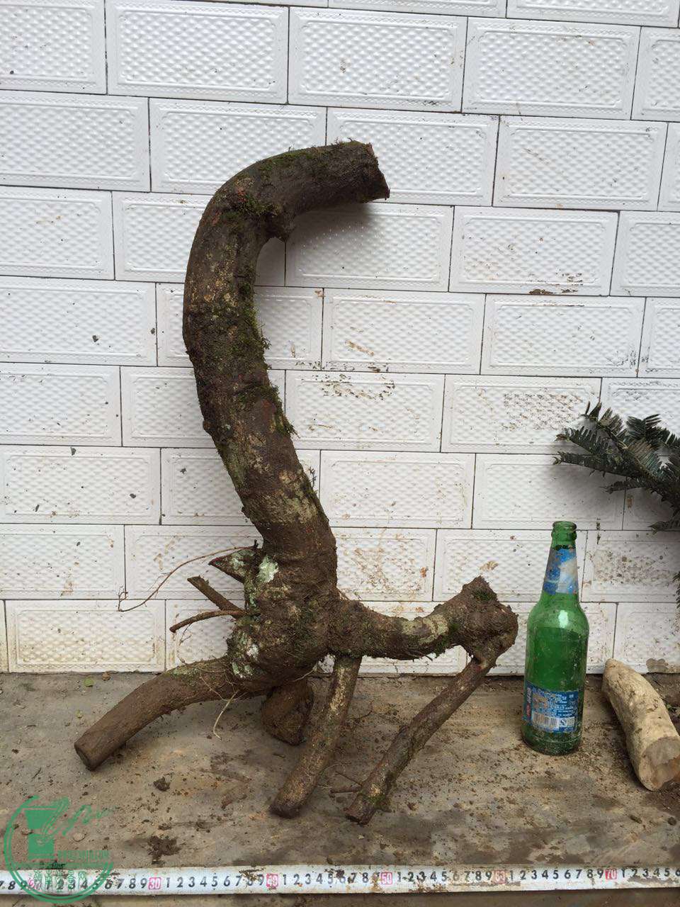 31.jpg