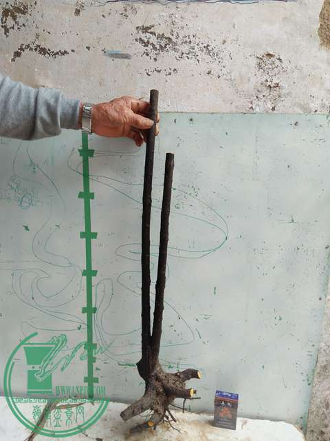 IMG20170410100814.jpg