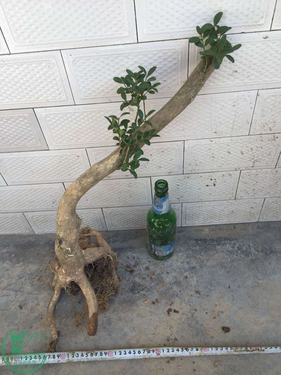 29.jpg