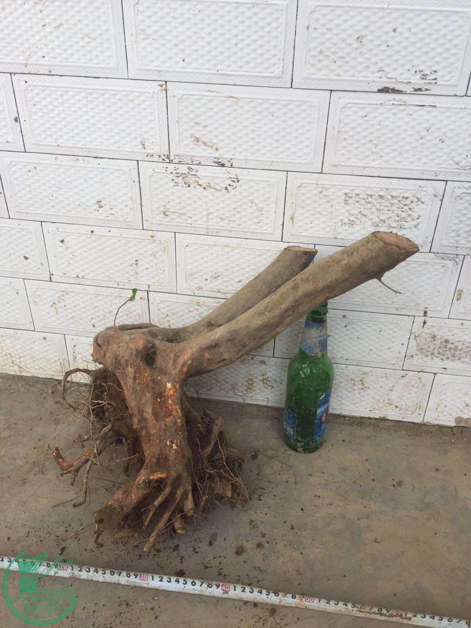 43.jpg