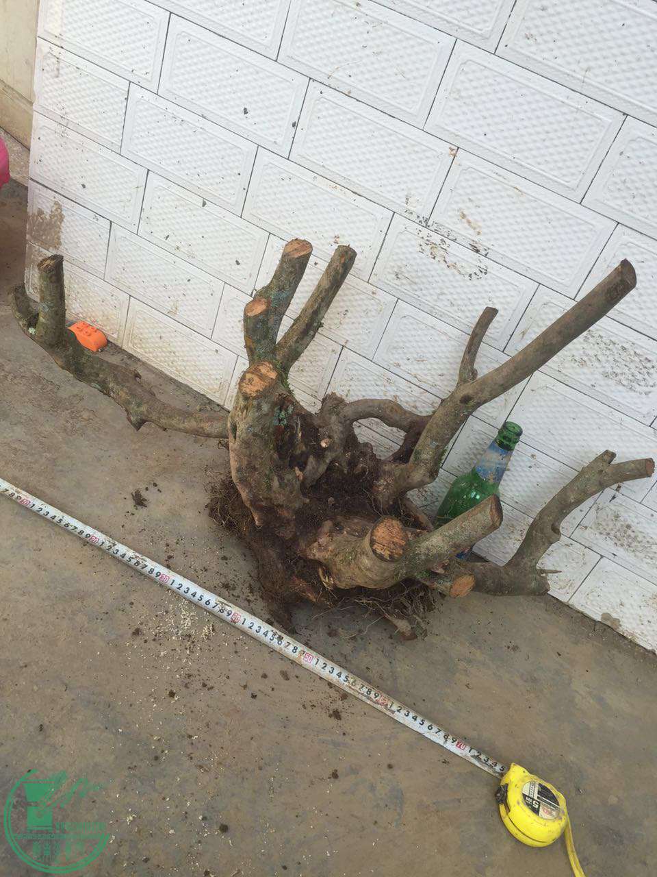 46.jpg