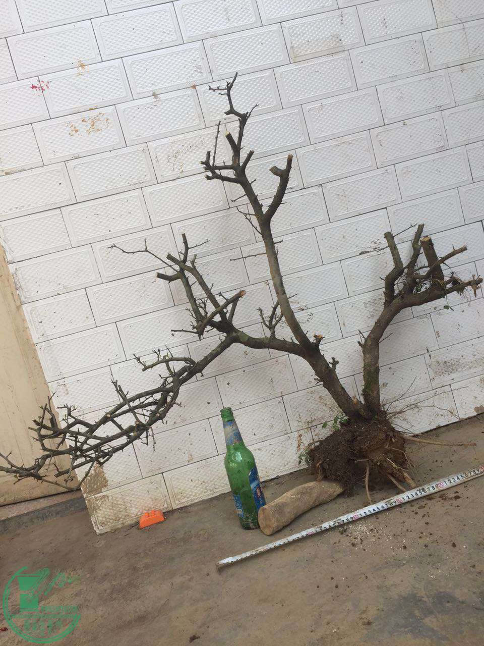 62.jpg
